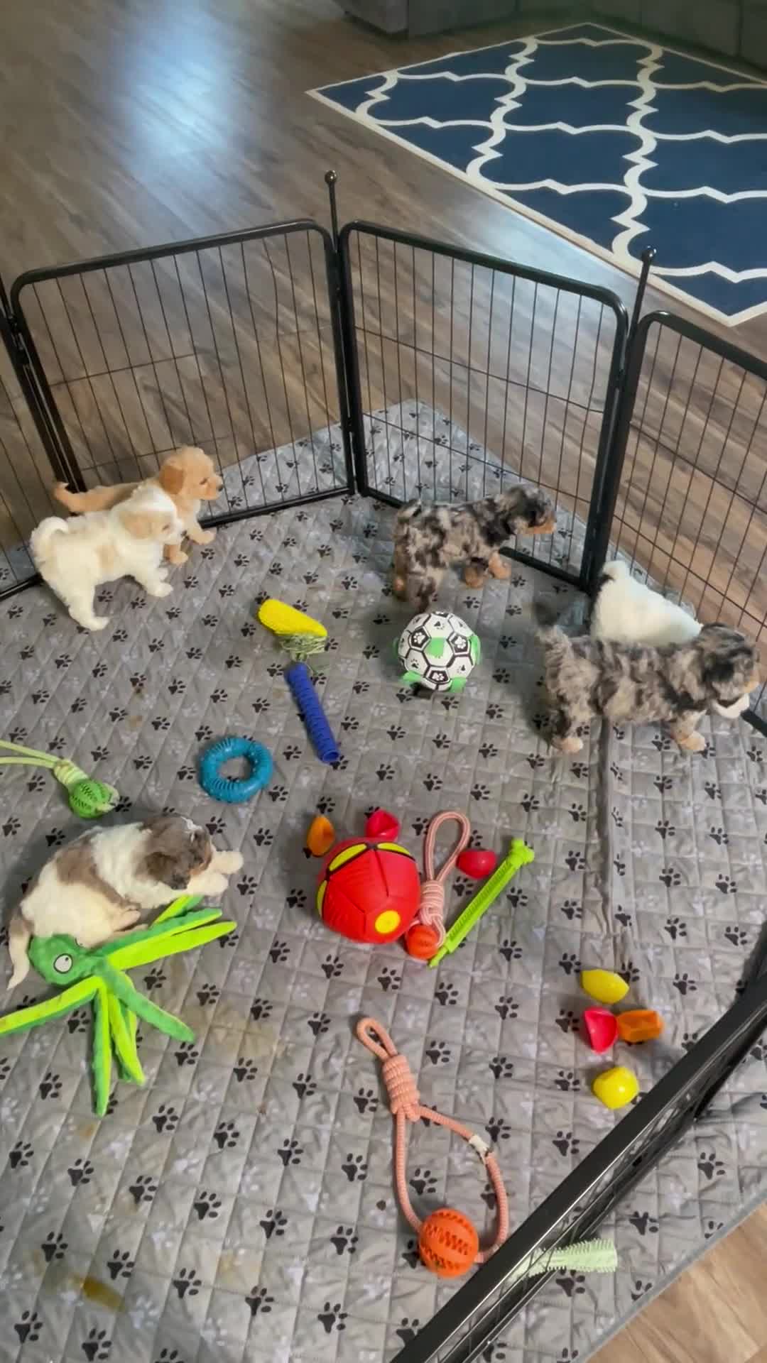 Mini Goldendoodle dogs for sale: Mr. Karl - Video 1