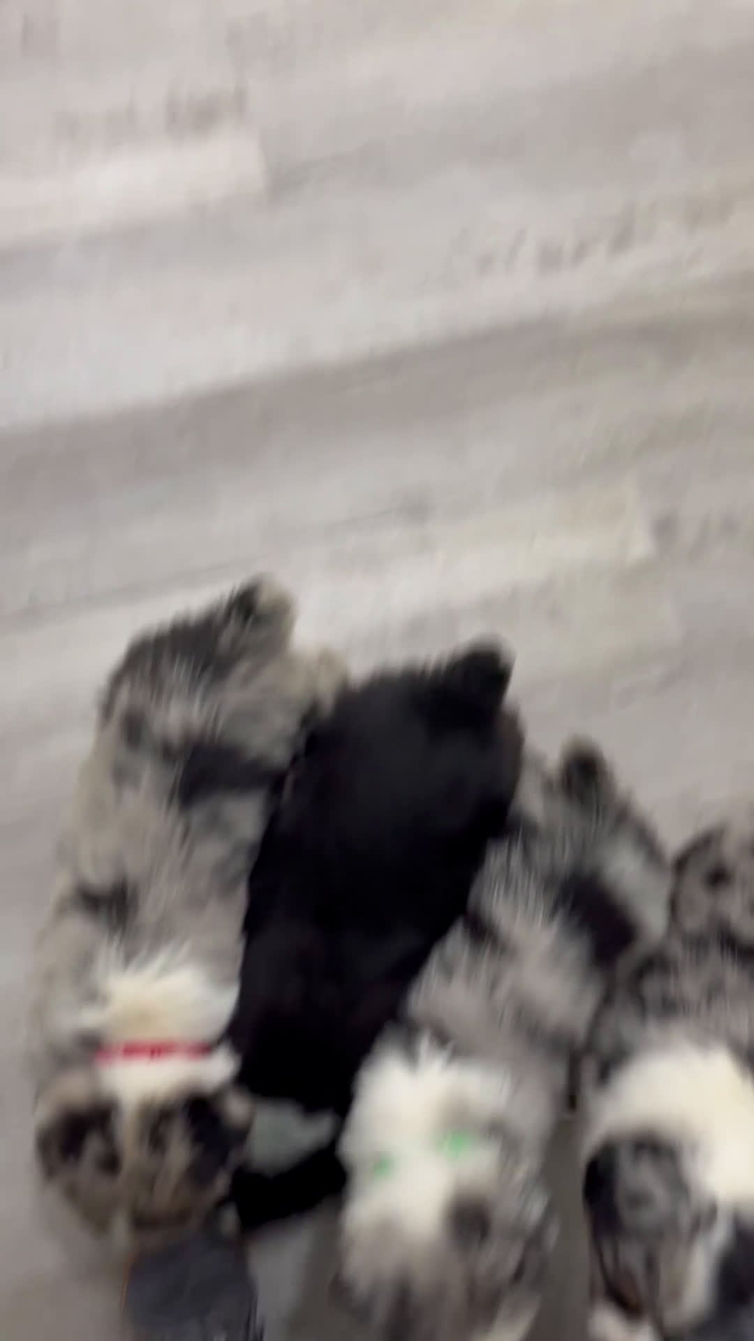 Australian Shepherd dogs for sale: Lady - Video 2