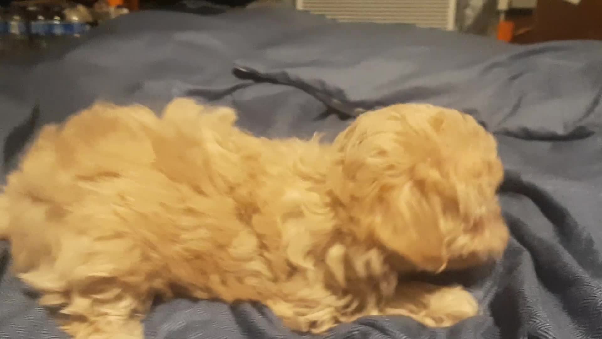 Maltipoo dogs for sale: Betty Boop  - Video 1