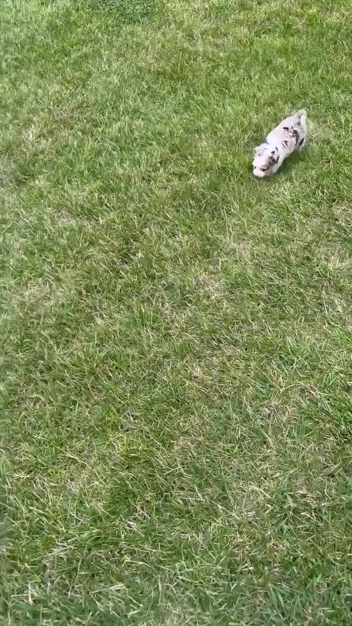 Mini Aussiedoodle dogs for sale: Mini Axel - Video 3
