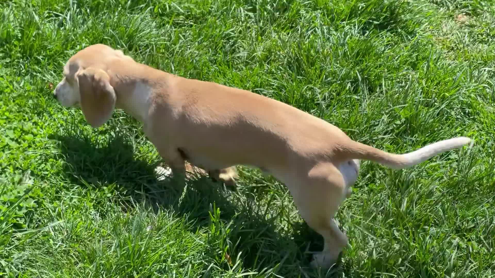 Dachshund dogs for sale: Bailey - Video 1