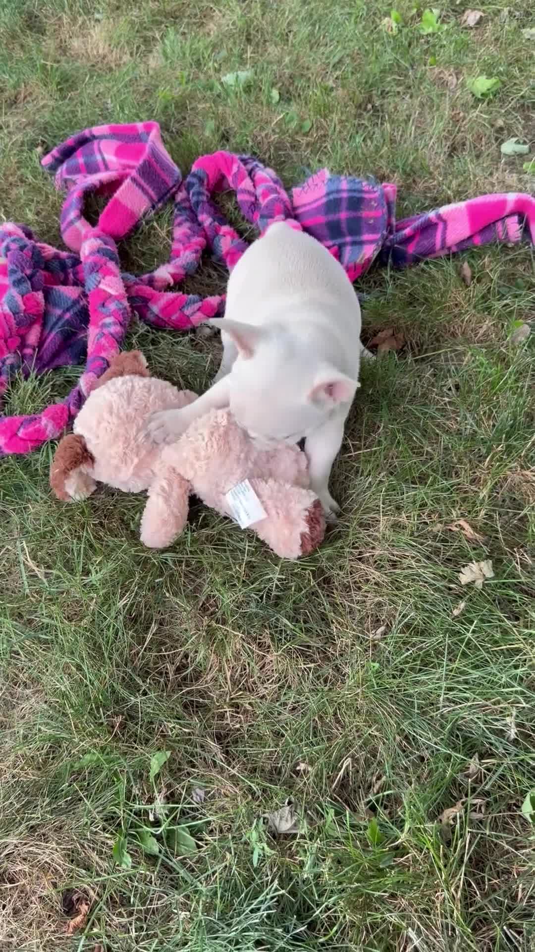 French Bulldog dogs for sale: Tea Cup - Video 1