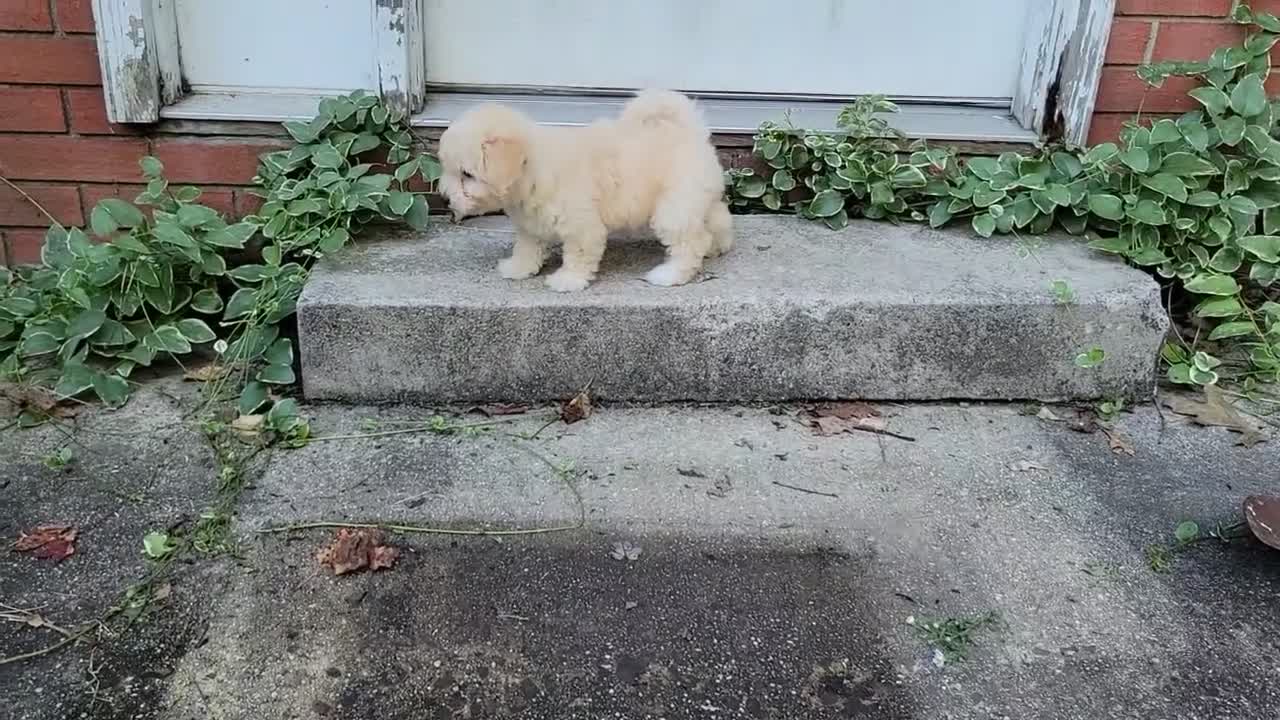 Bichpoo dogs for sale: Eliza - Video 4
