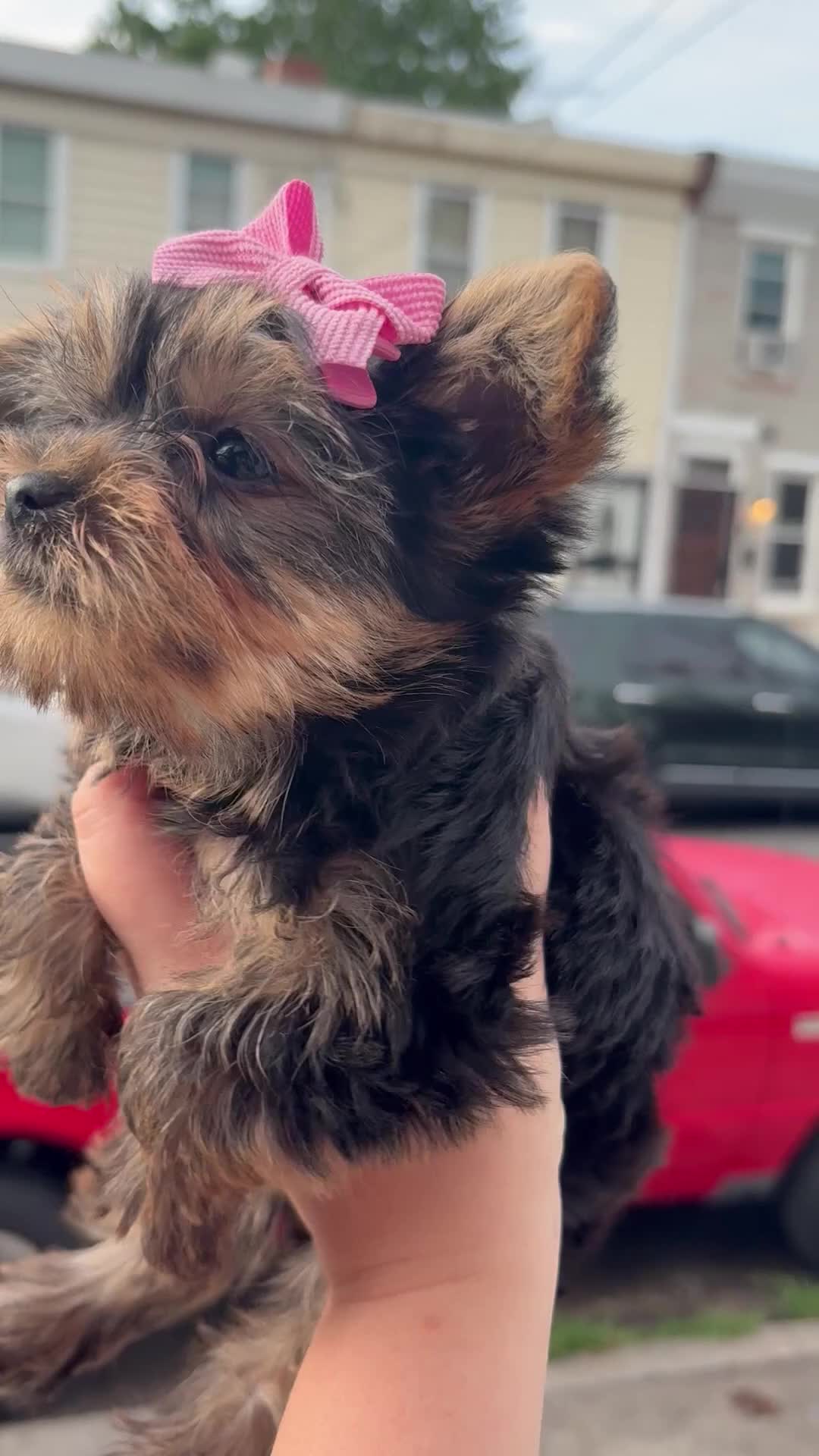 Yorkshire Terrier dogs for sale: Chanel - Video 1