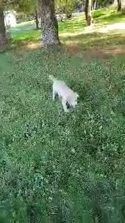Golden Retriever dogs for sale: Misty - Video 1