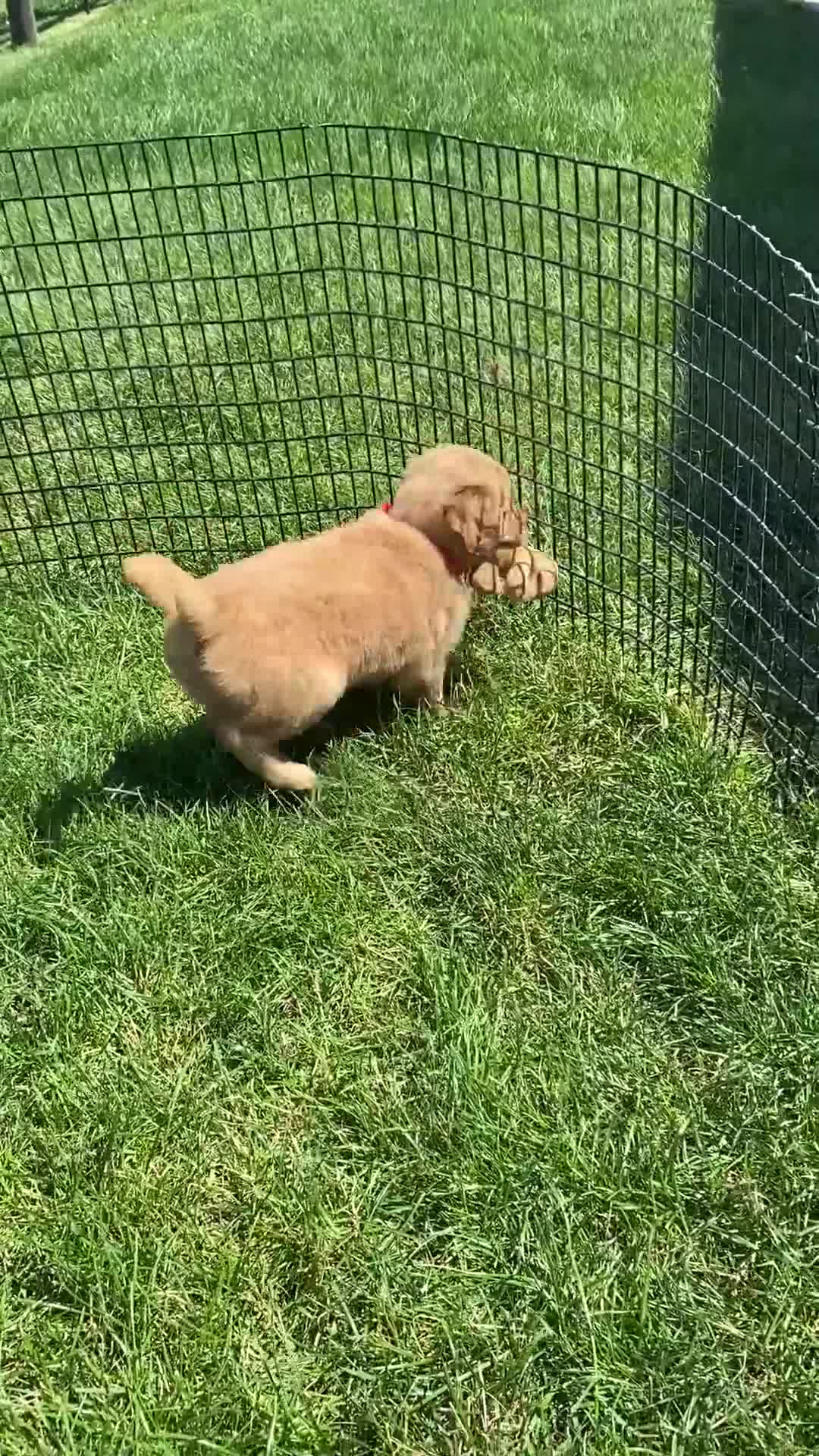 Golden Retriever dogs for sale: Golden Retriever Nola  - Video 3