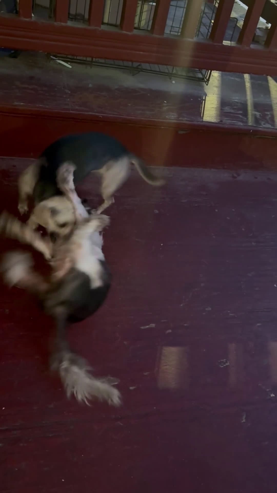 Mixed Breed dogs for sale: Mixed Breed Puppy 1 - Video 2