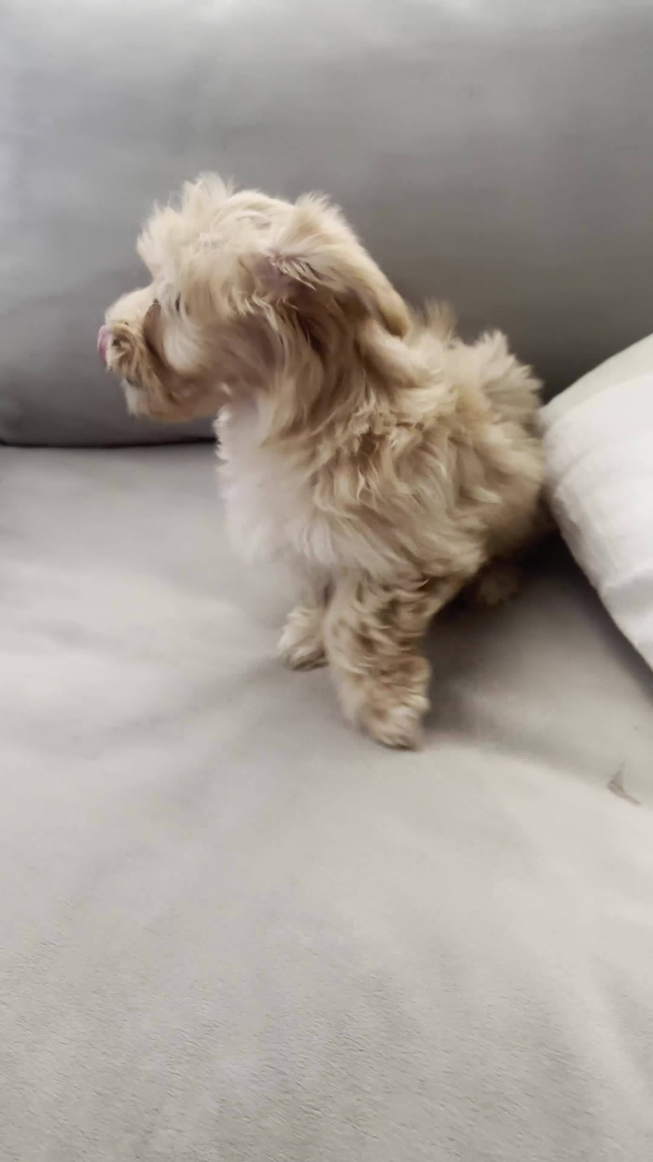 Yorkshire Terrier dogs for sale: Willow - Video 1