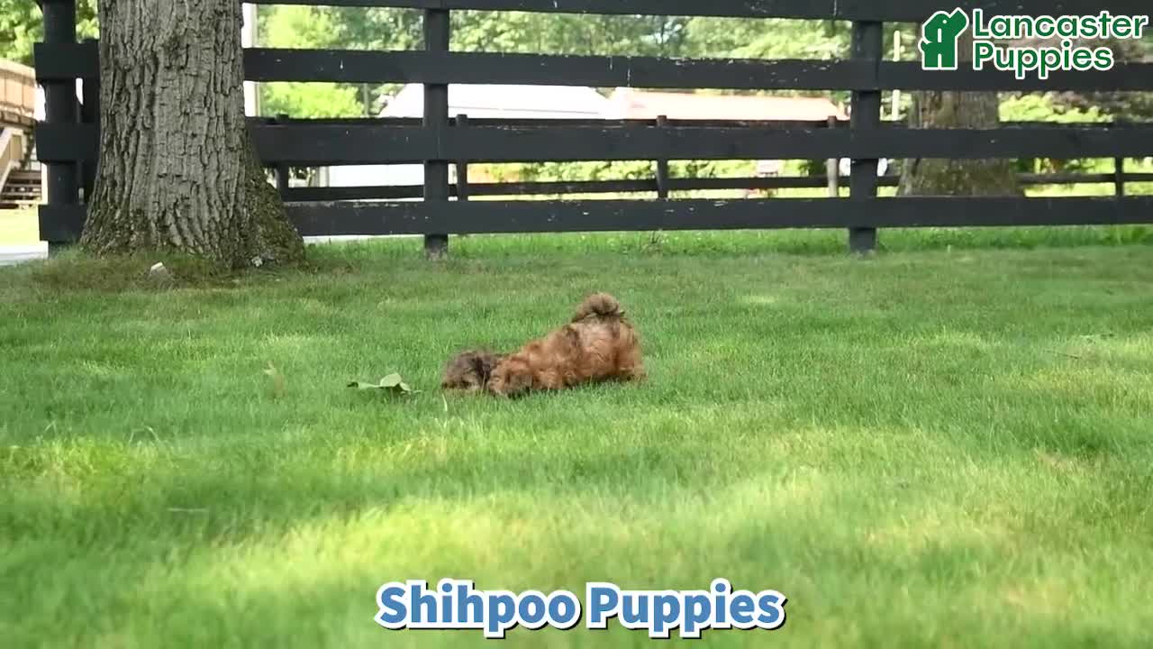 Shihpoo dogs for sale: Nathan - Video 1