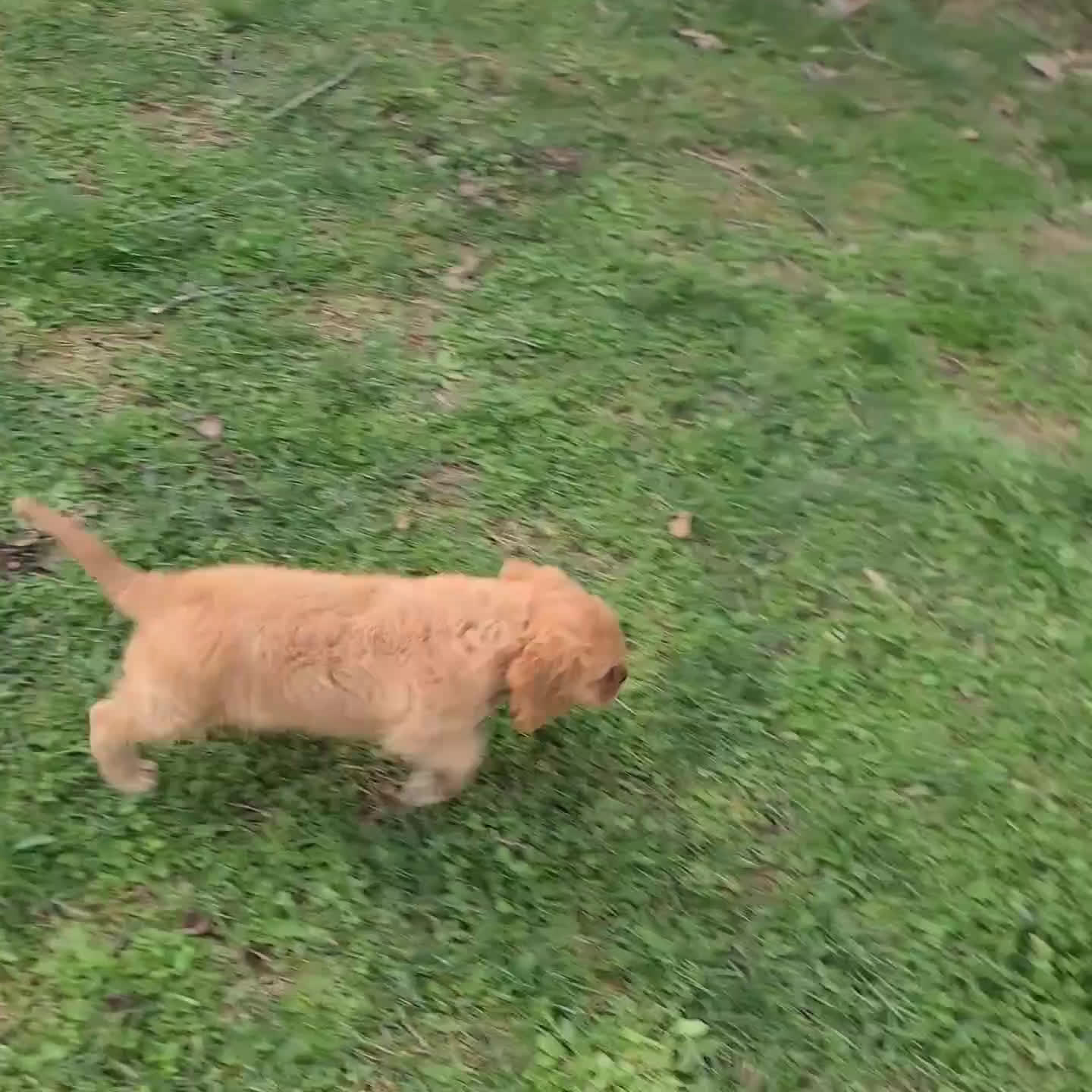 Cavalier King Charles Spaniel dogs for sale: Cooper - Video 2