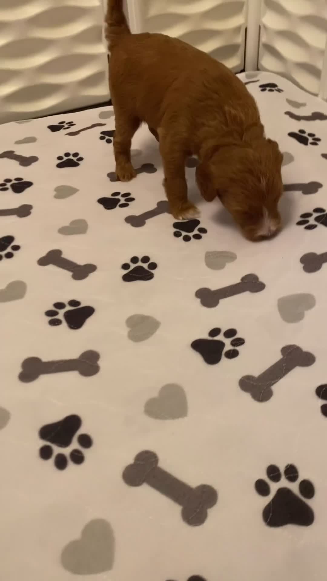 Mini Goldendoodle dogs for sale: Liberty - Video 1