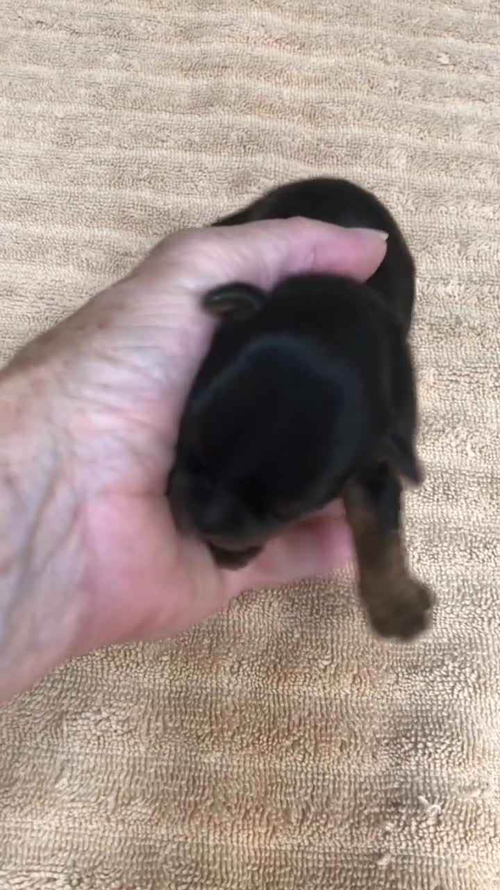 Yorkshire Terrier dogs for sale: Bubbles  - Video 1