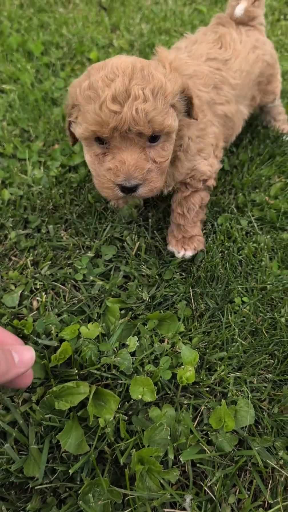 Havapoo dogs for sale: Tessa - Video 1