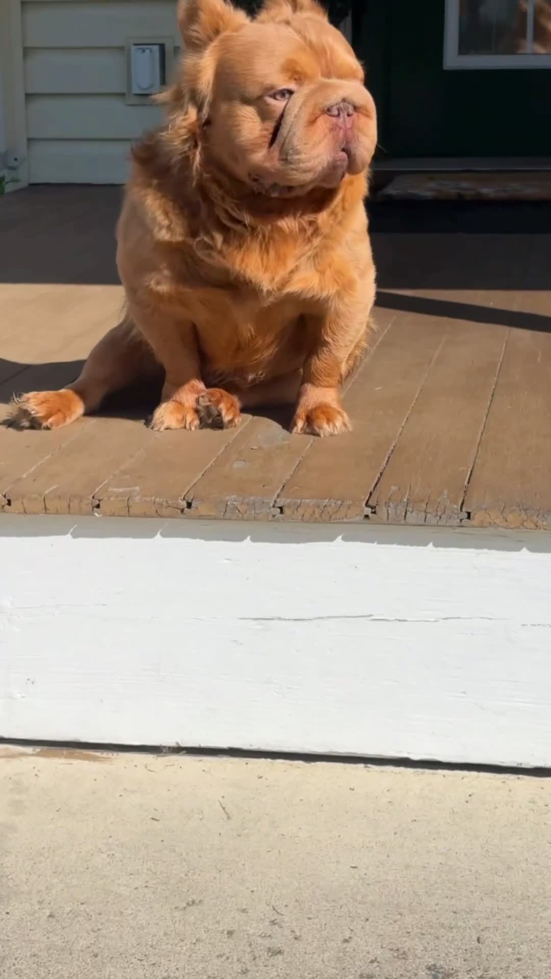 French Bulldog dogs for stud: Simba  - Video 1