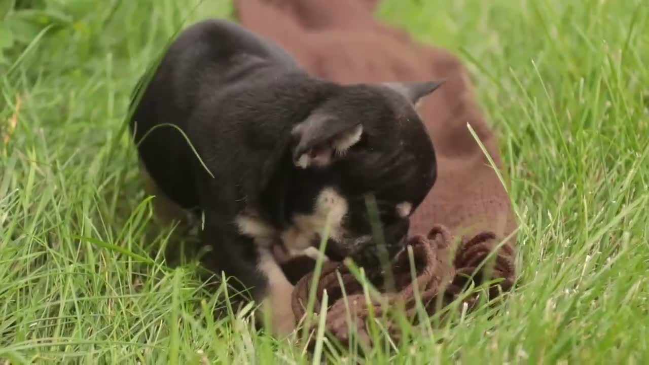 French Bulldog dogs for sale: Finn French Bulldog  - Video 1