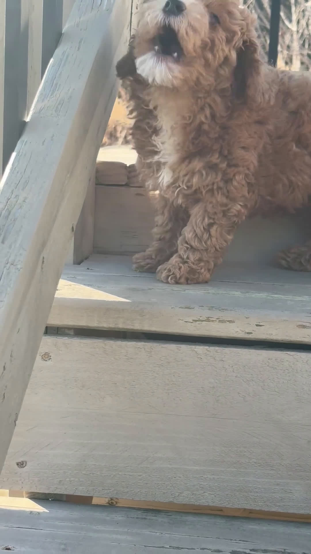 Goldendoodle dogs for sale: Goldendoodle Puppy 1 - Video 2