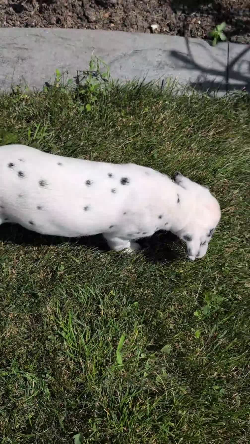 Dalmatian dogs for sale: Riley - Video 1