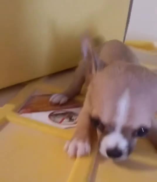 Chihuahua dogs for sale: LIL TEACUP BANDIT - Video 1