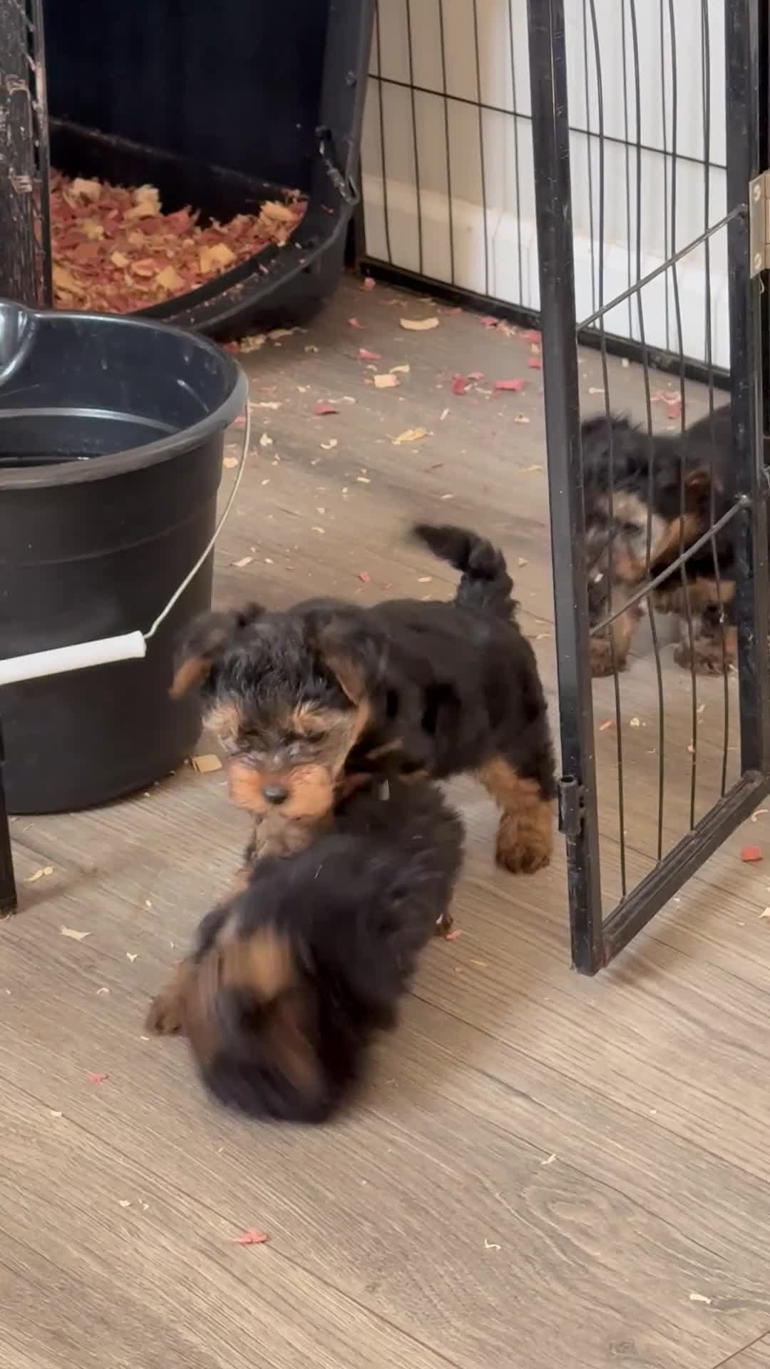 Yorkiepoo dogs for sale: Bo - Video 1