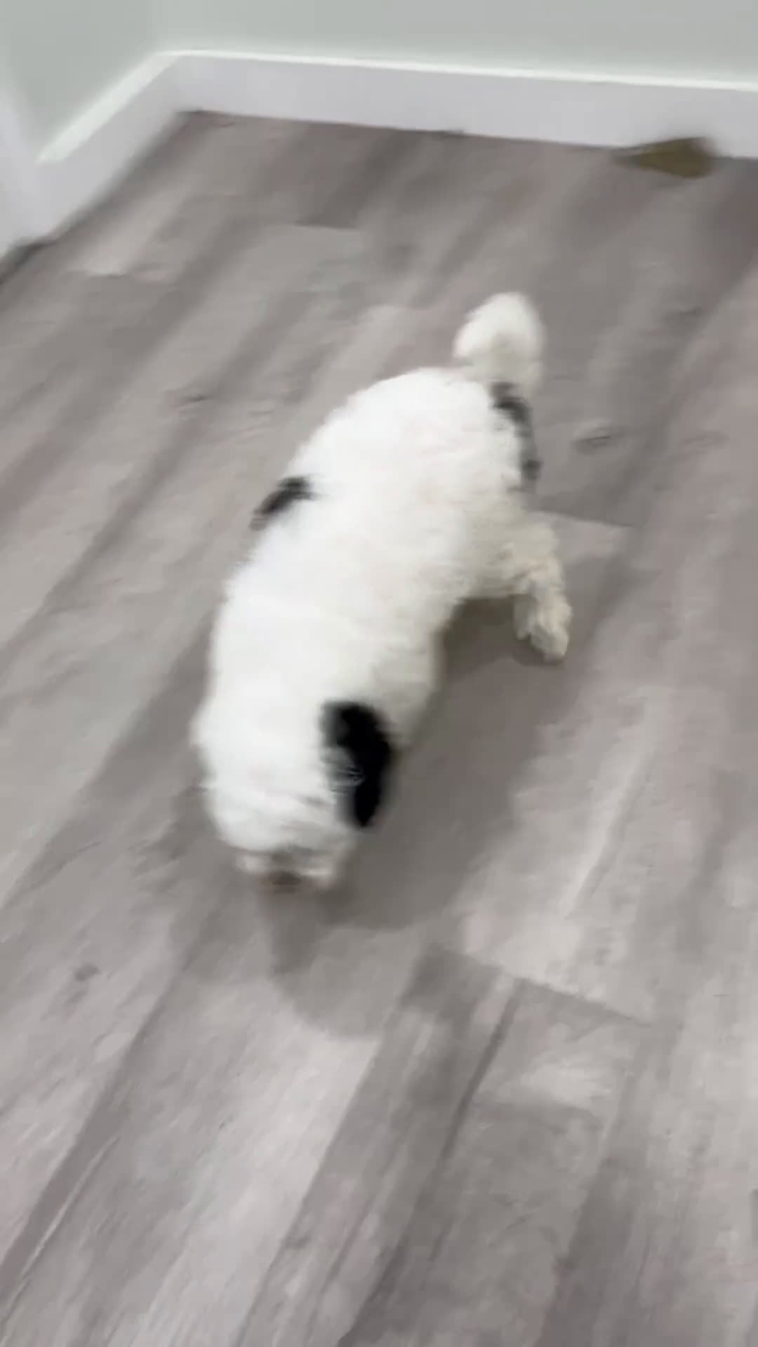 Mixed Breed dogs for sale: Starlite - Video 1