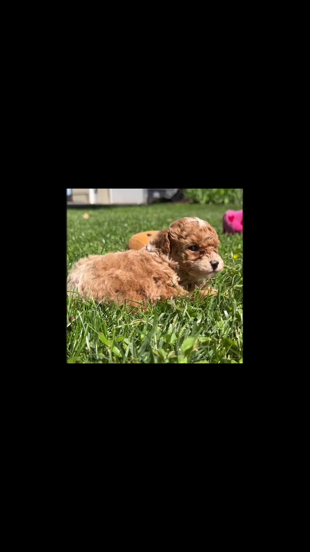 Toy Poodle dogs for sale: Kandy  - Video 1