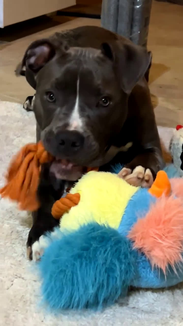 American Bully dogs for stud: American Bully - Video 1