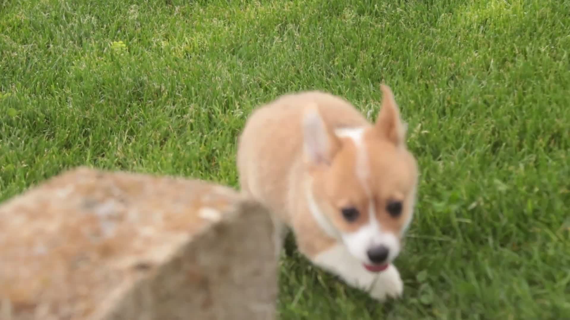 Welsh Corgi Pembroke dogs for sale: Zoey - Video 1