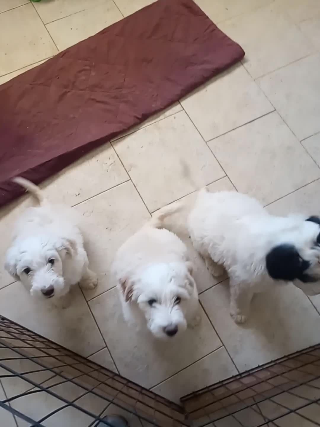 Sheepadoodle dogs for sale: Blessing!! - Video 1