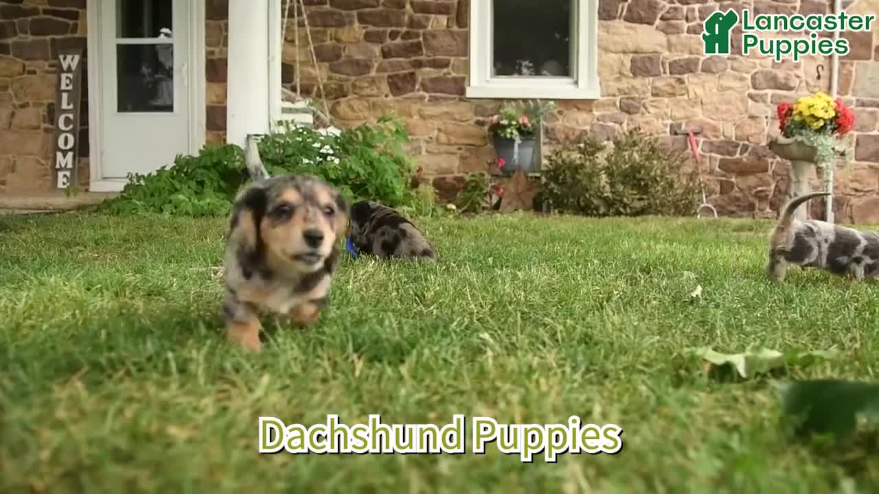 Dachshund dogs for sale: Juliet - Video 1