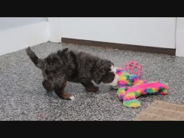 Mini Bernedoodle dogs for sale: Maggie - Video 2