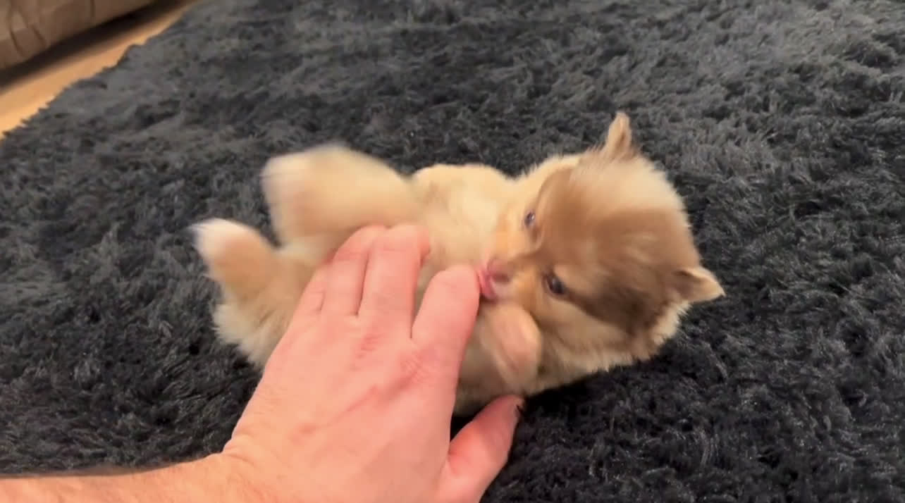 Pomeranian dogs for sale: Skyler - Video 1