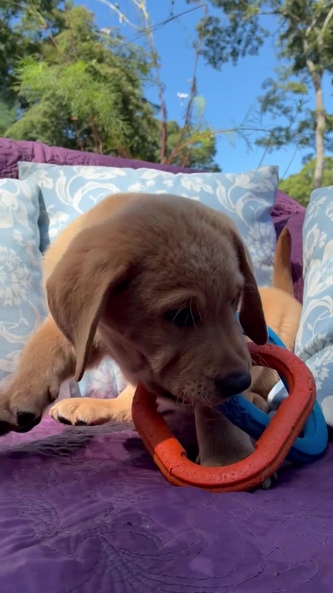 Labrador Retriever dogs for sale: Cooper - Video 1