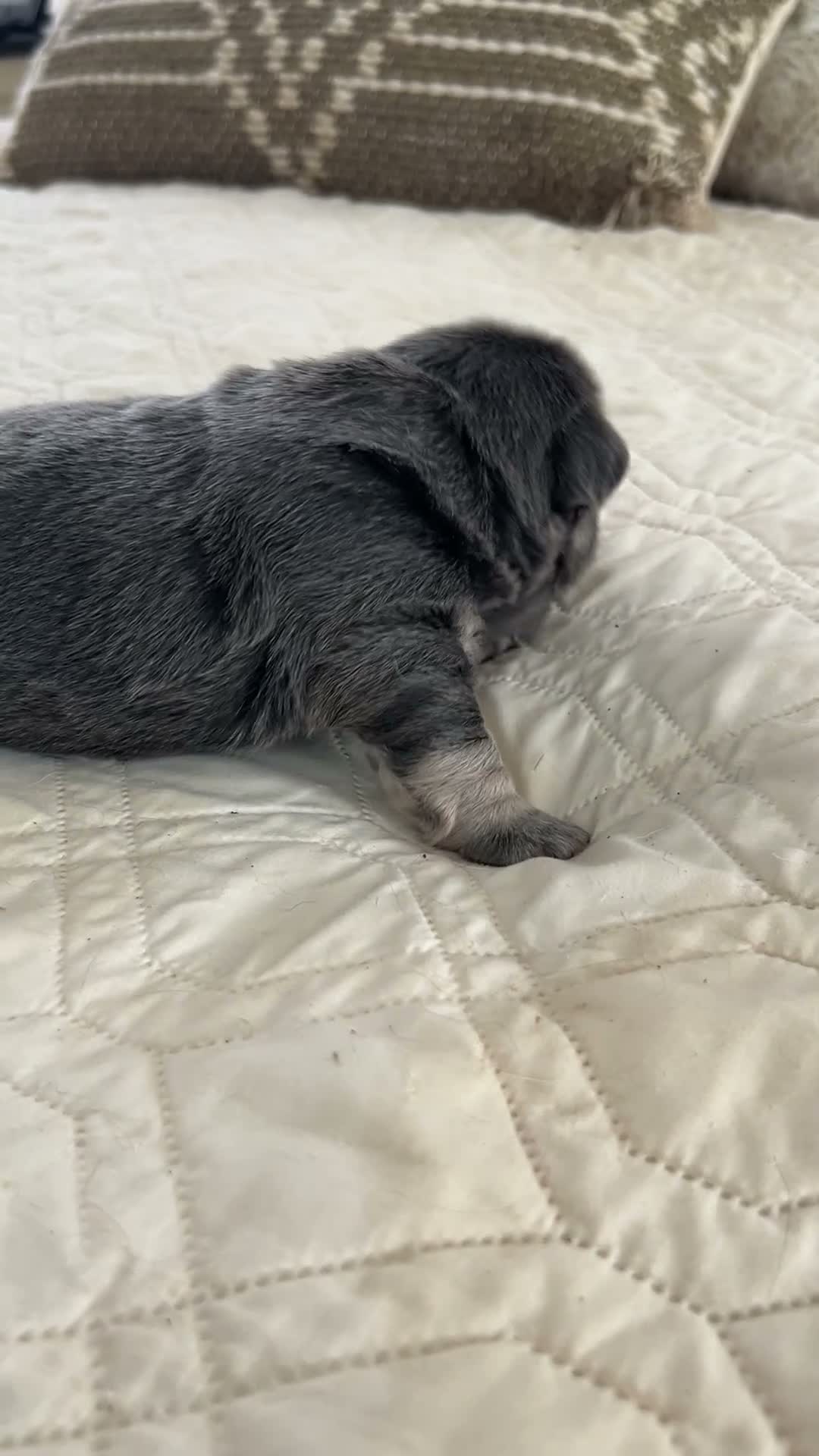 French Bulldog dogs for sale: JOLENE - Video 2