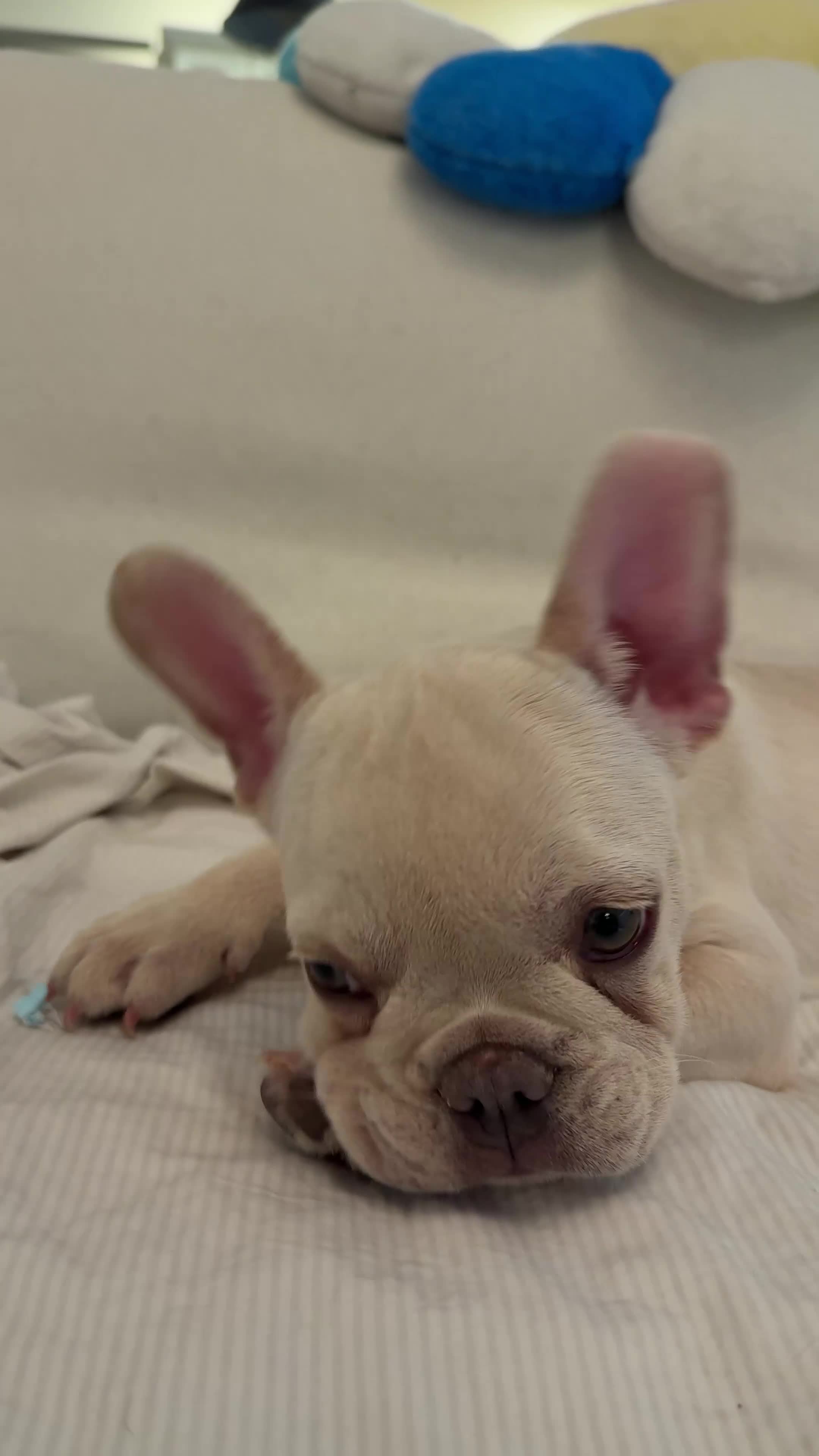 French Bulldog dogs for sale: French Bulldog 1 - Video 1