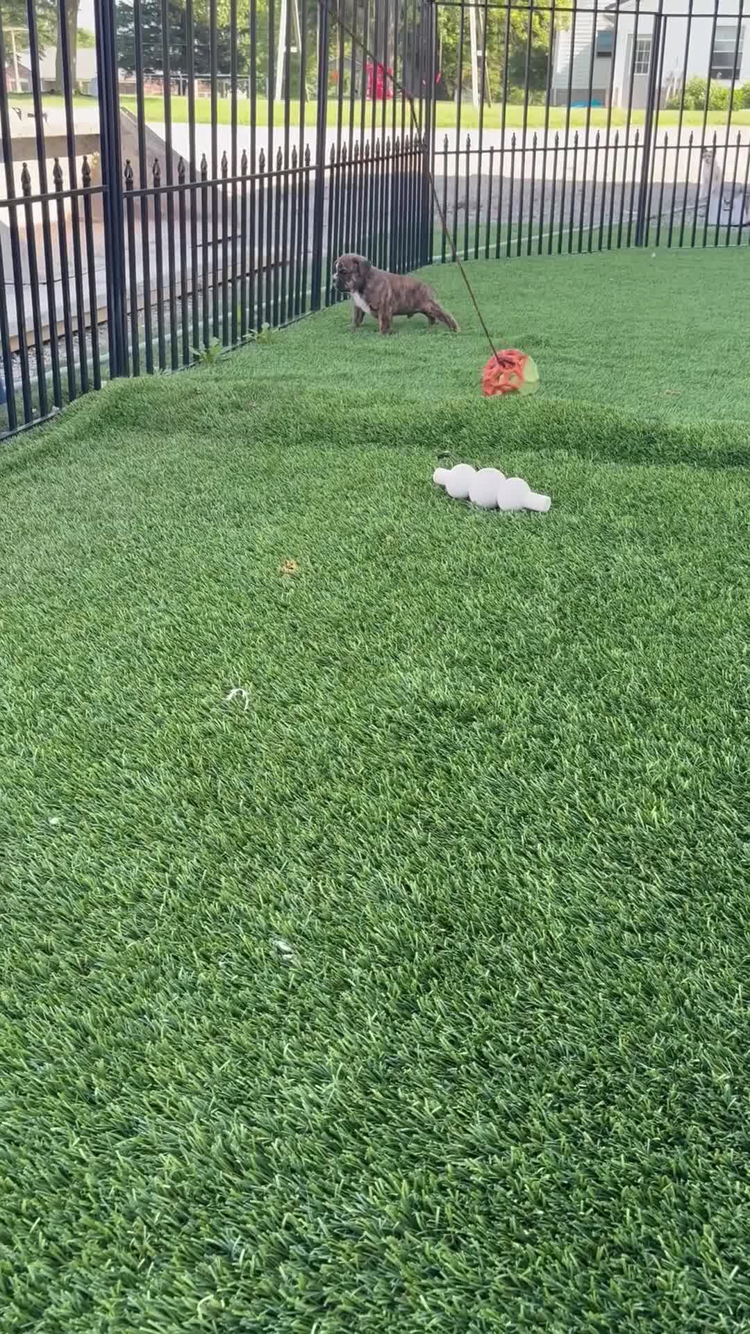 English Bulldog dogs for sale: Lincoln  - Video 1