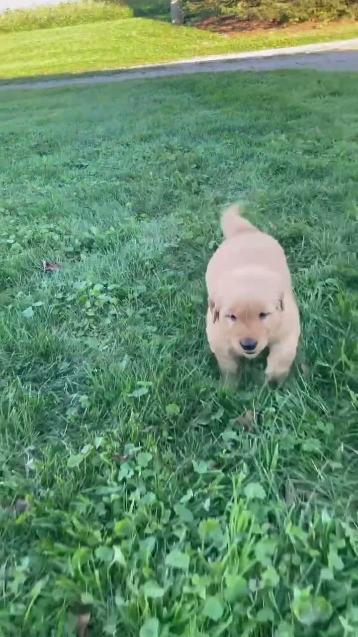 Golden Retriever dogs for sale: Buddy - Video 1