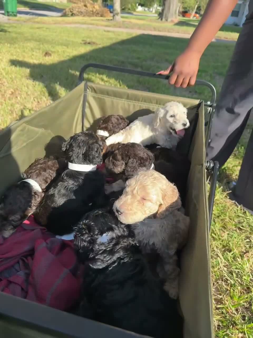 Standard Poodle dogs for sale: Standard Poodle 4 - Video 1