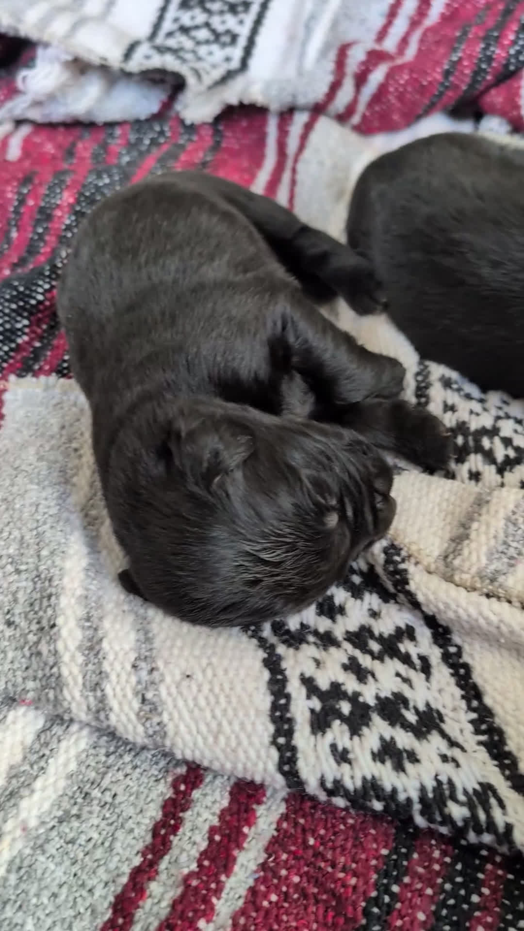 Newfoundland dogs for sale: Hayden - Video 1