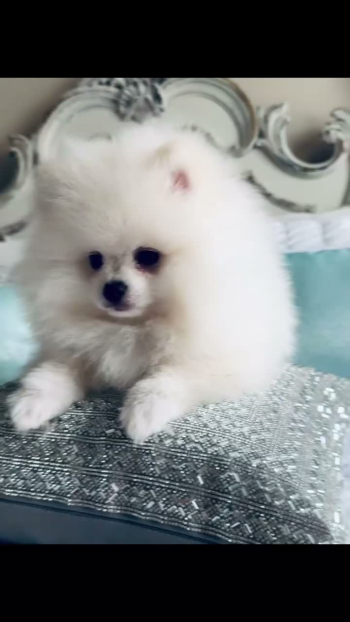 Pomeranian dogs for sale: Sofia - Video 1