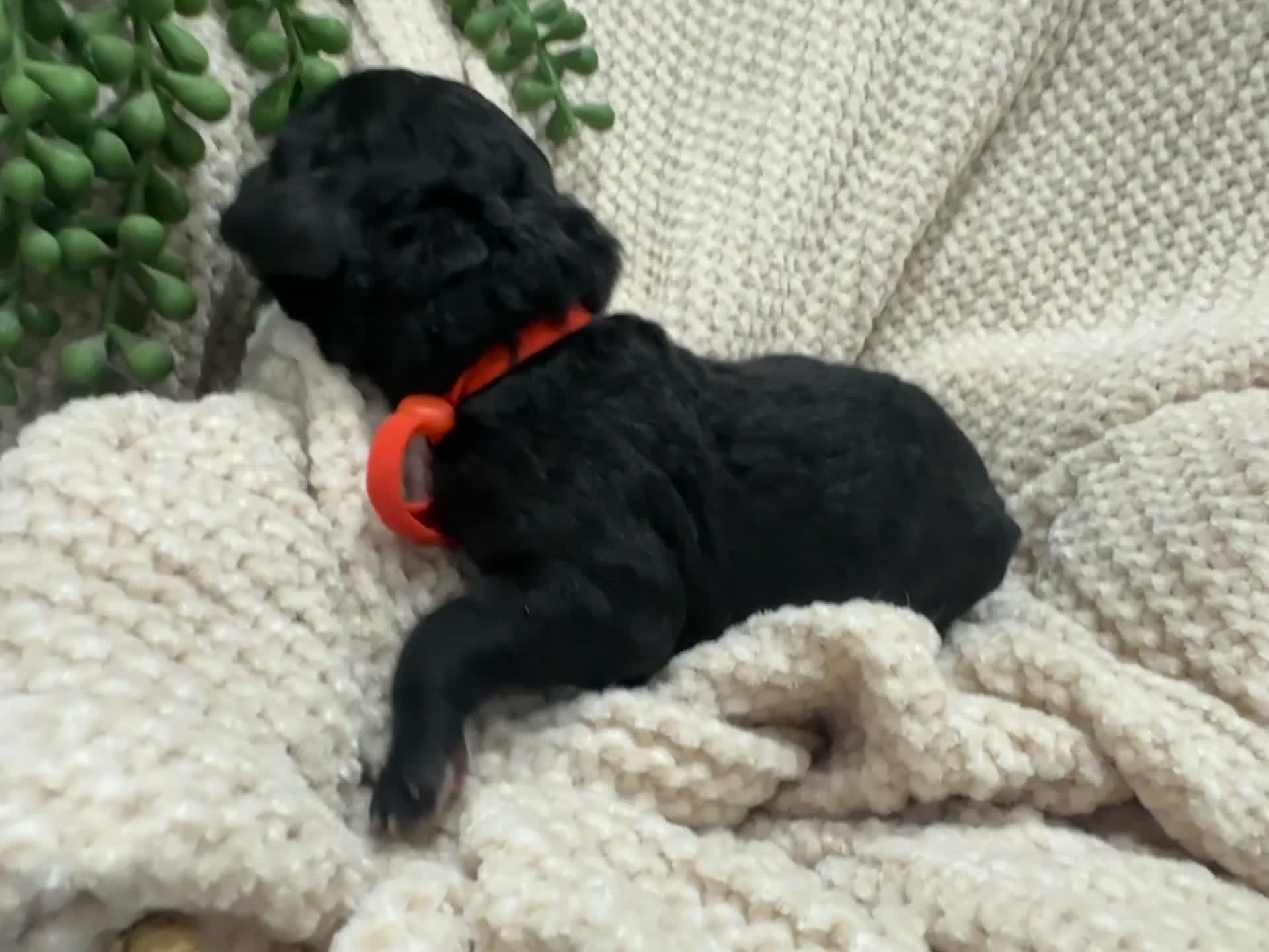 Goldendoodle dogs for sale: Onyx 🧡 - Video 1