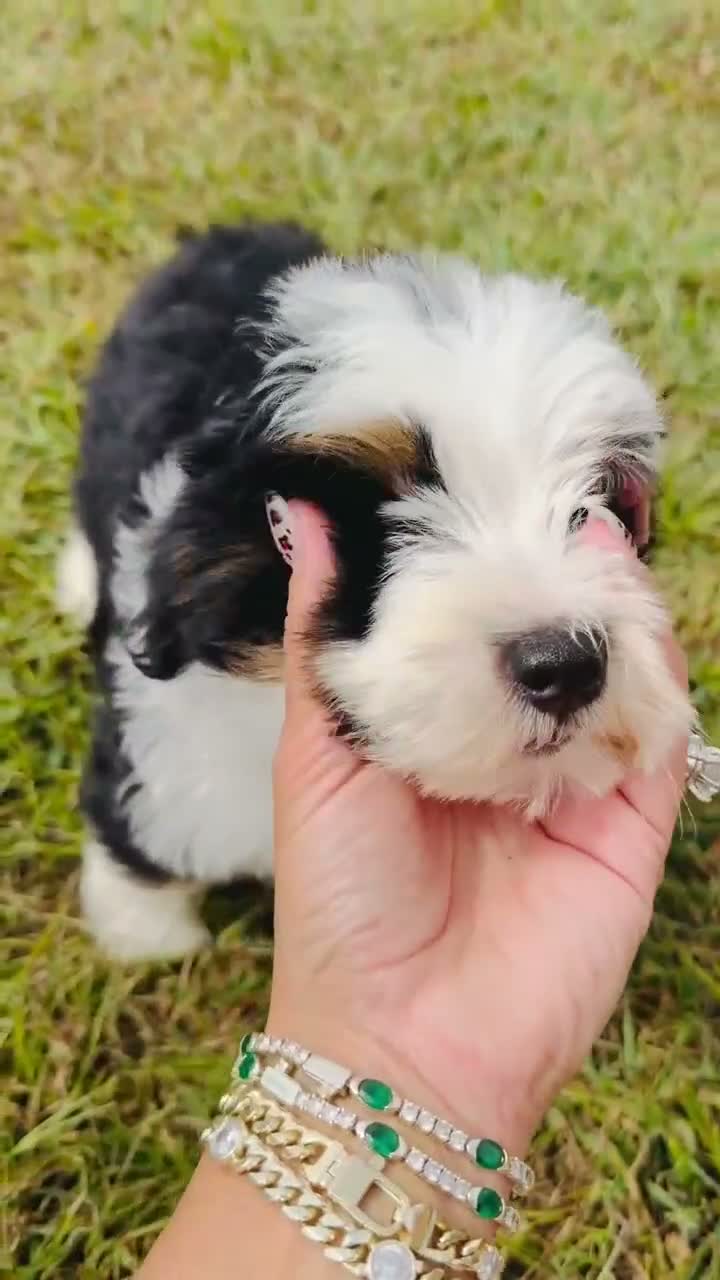 Mini Bernedoodle dogs for sale: Frankie  - Video 2