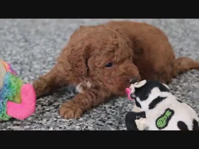 Mini Goldendoodle dogs for sale: Murphy - Video 1