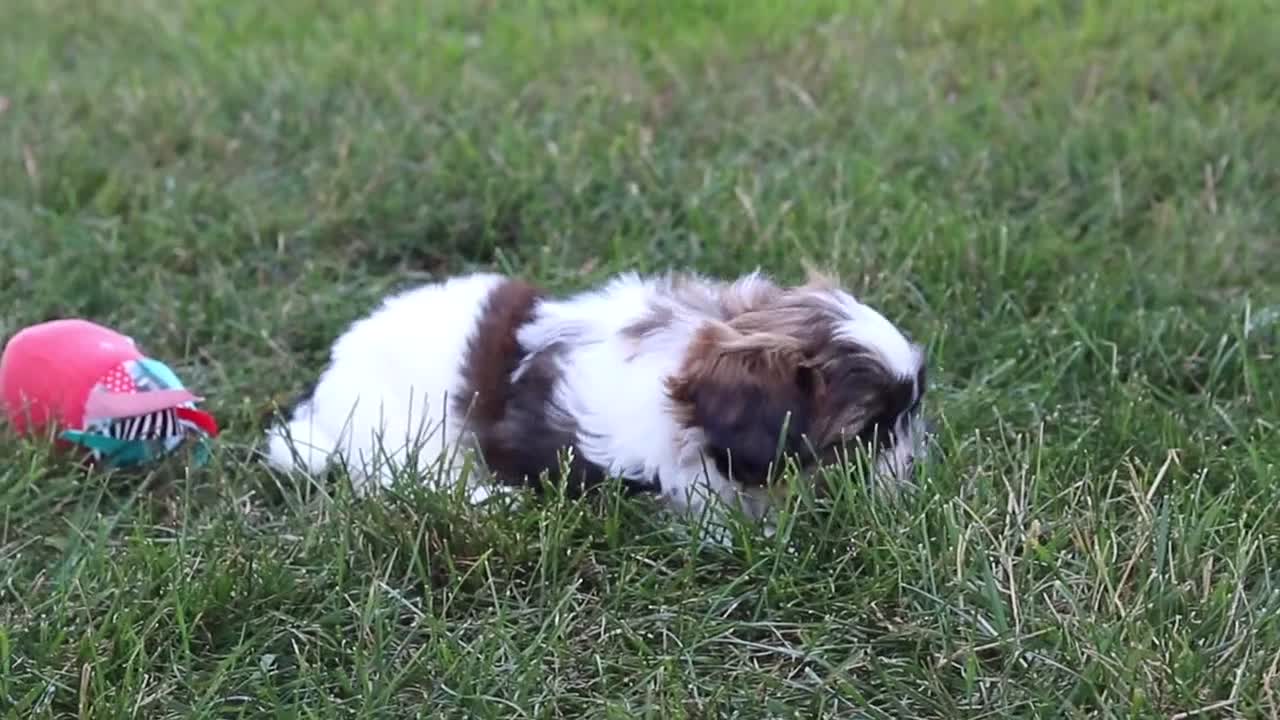 Shih Tzu dogs for sale: River - Video 2