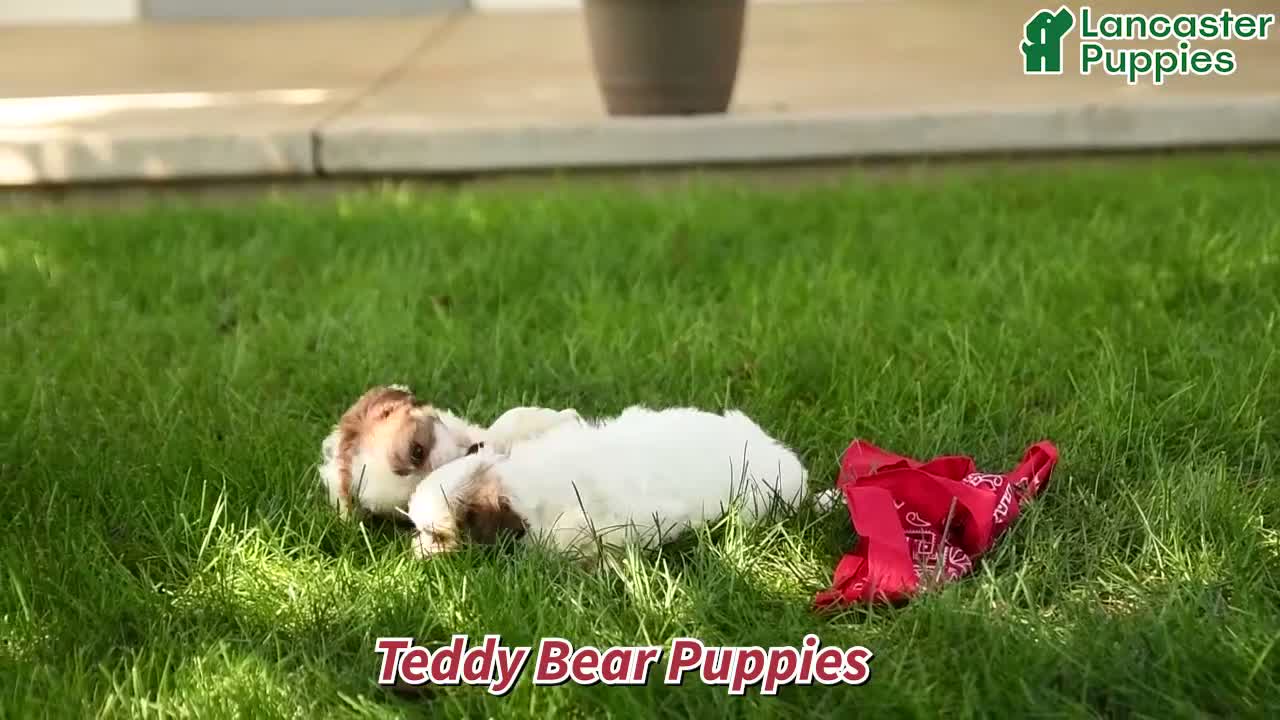 Teddy Bear dogs for sale: Jace - Video 1