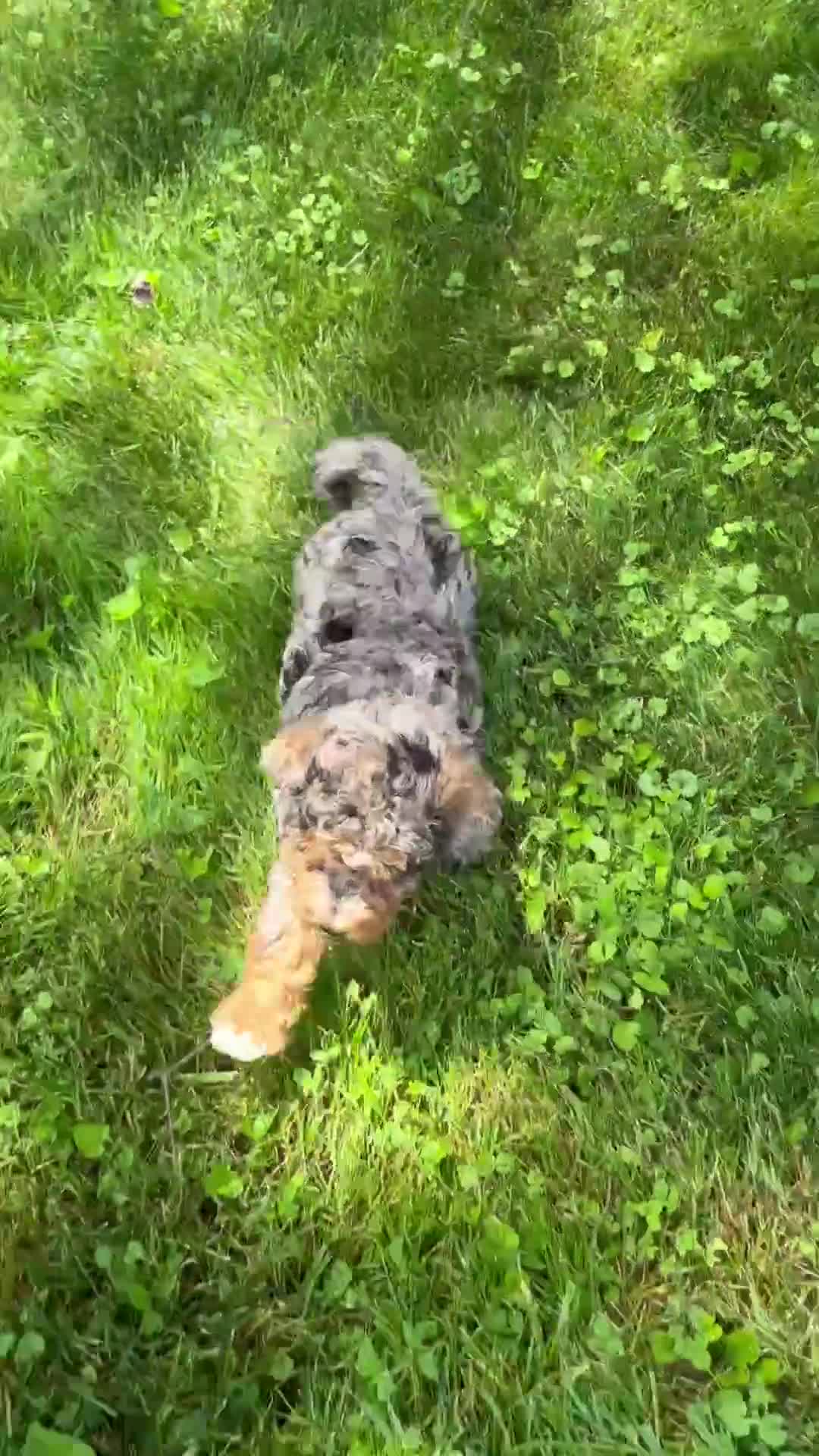 Mixed Breed dogs for sale: Nutmeg - Video 1