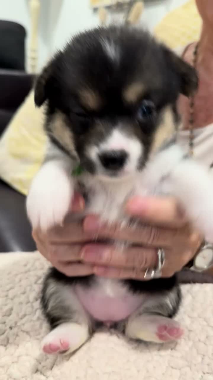 Welsh Corgi Pembroke dogs for sale: Blixen - Video 1
