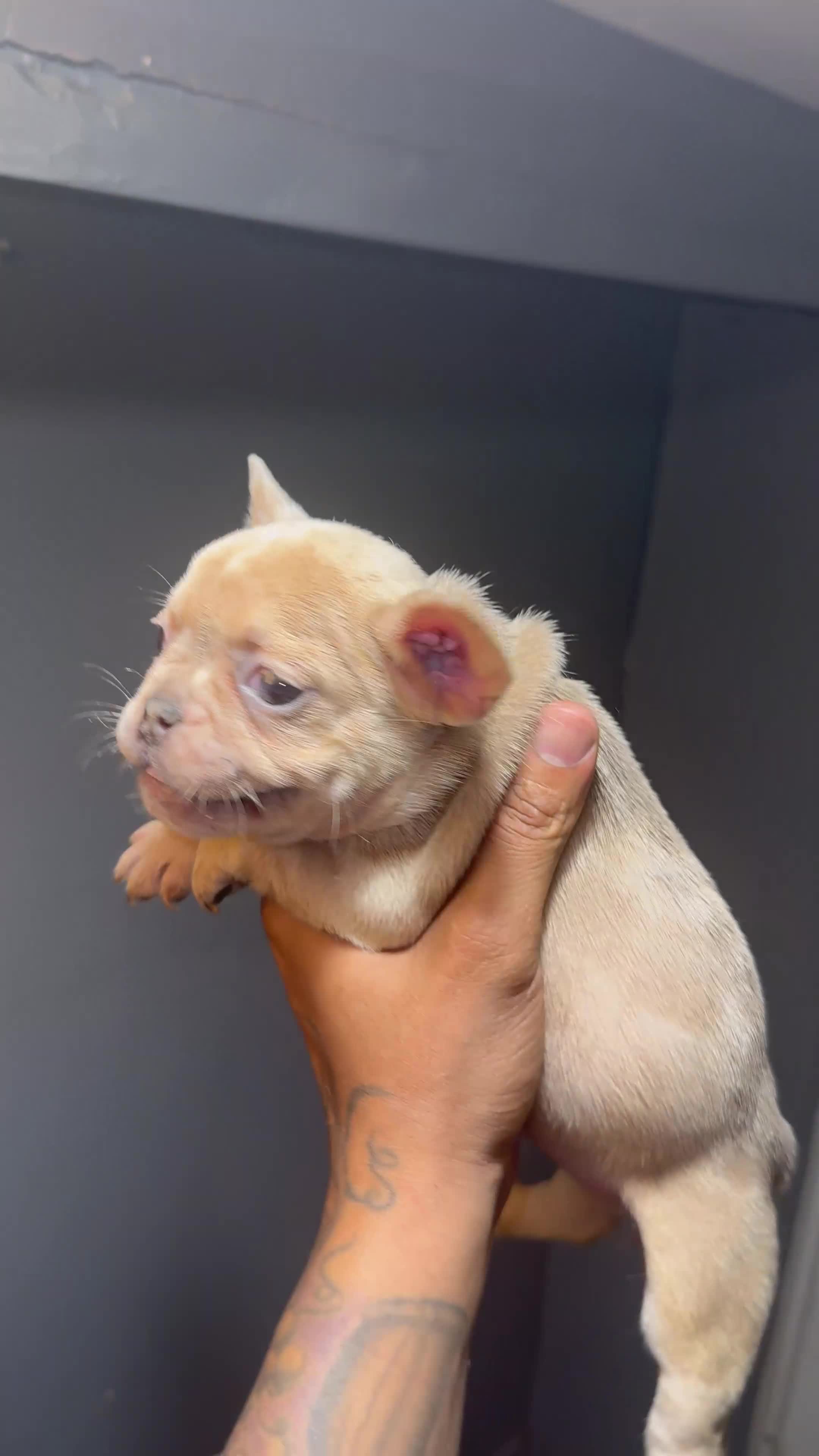 French Bulldog dogs for sale: French Bulldog Puppy 4 - Video 1