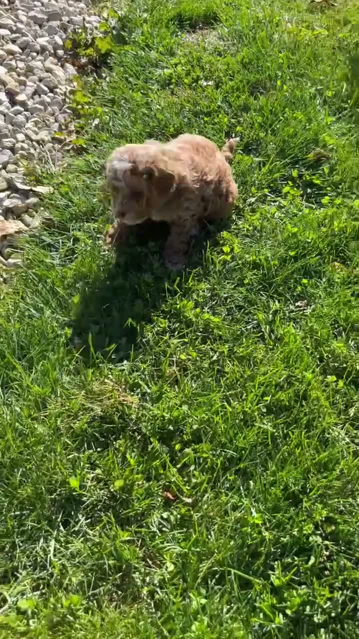 Cavapoo dogs for sale: Cooper  - Video 1