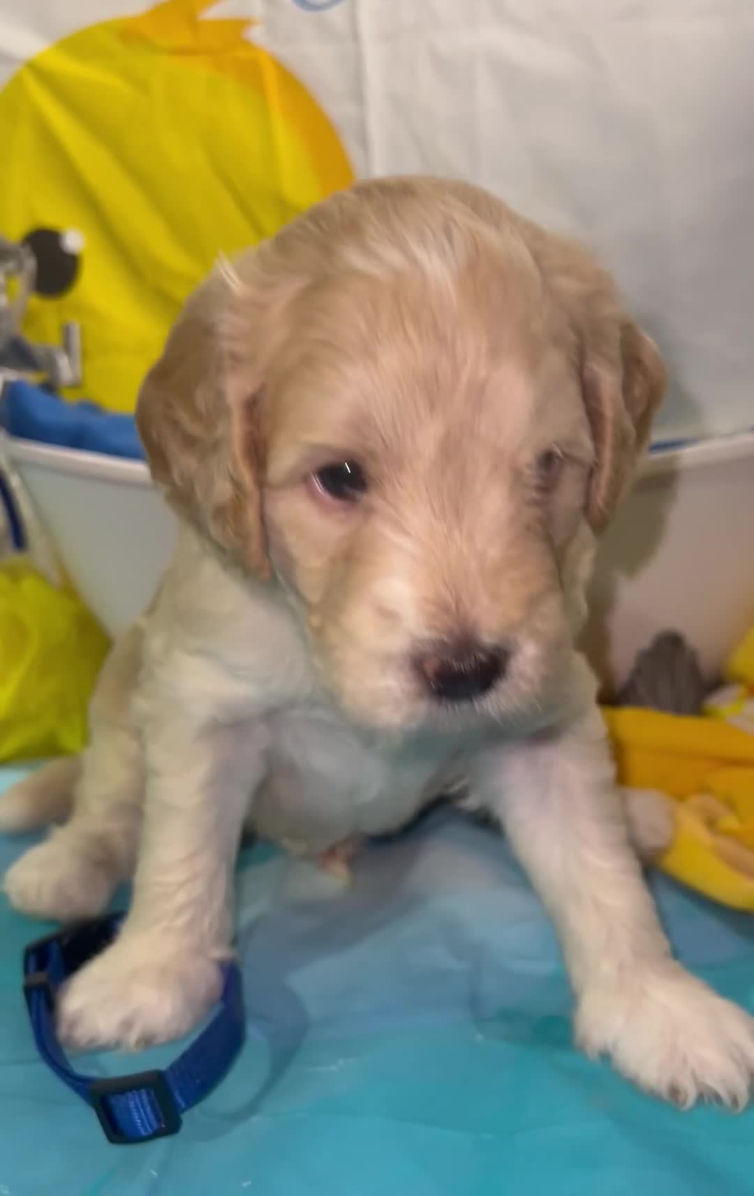 Aussiedoodle dogs for sale: Blue collar Collar - Video 1