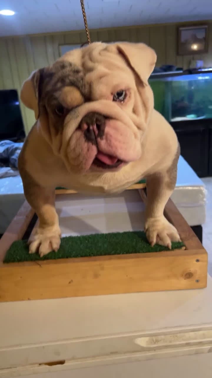 English Bulldog dogs for stud: Nature boy for stud  - Video 1